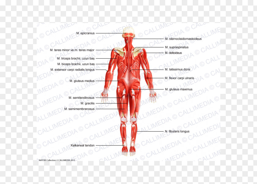 Endocrine Muscle Nerve Homo Sapiens Human Body Nervous System PNG