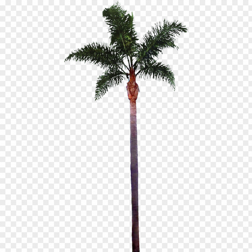 Palm Tree Images Best Clipart Free Arecaceae Clip Art PNG