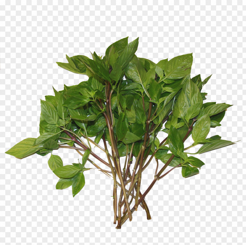 Thai Basil Royalty-free Herb Stock Photography PNG
