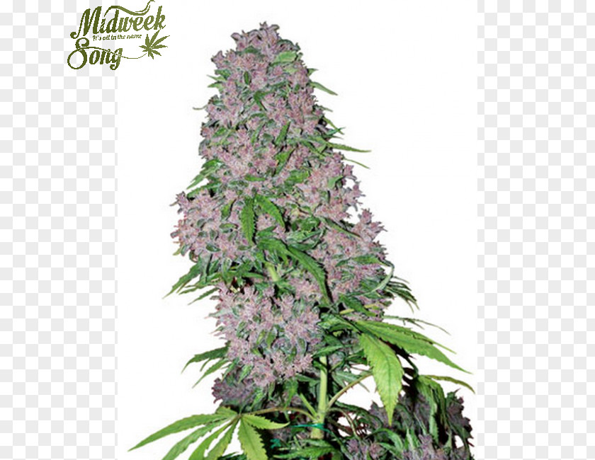 Cannabis Bud Sativa Seed Kush PNG