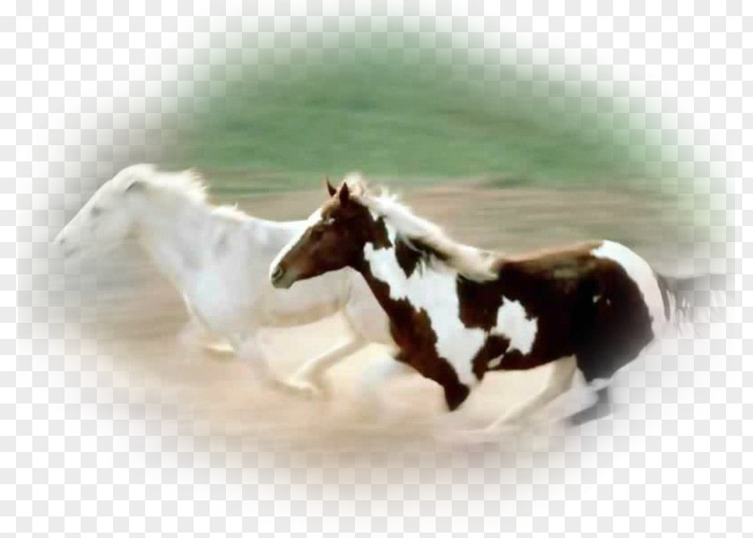 Mustang Andalusian Horse Friesian Desktop Wallpaper Screensaver PNG