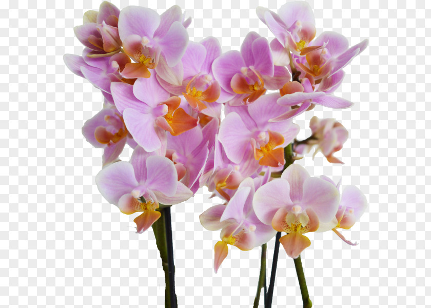 Orchidea Phalaenopsis Equestris Cattleya Orchids Dendrobium Cut Flowers Plant Stem PNG