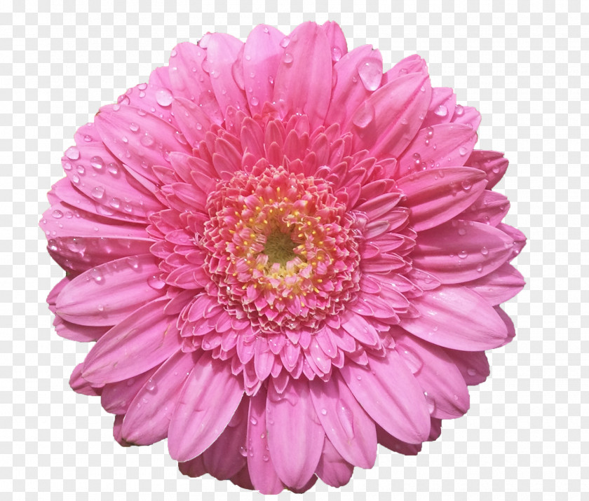 Pink Flowers Flower Bouquet Aster Rose PNG
