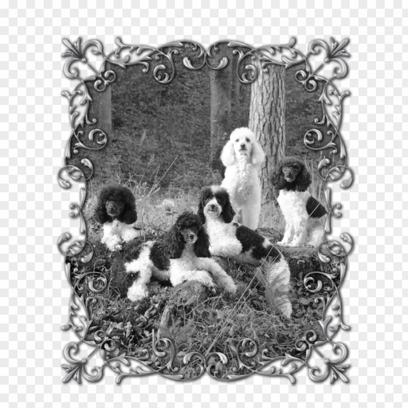 Pudel Picture Frames White Animal PNG