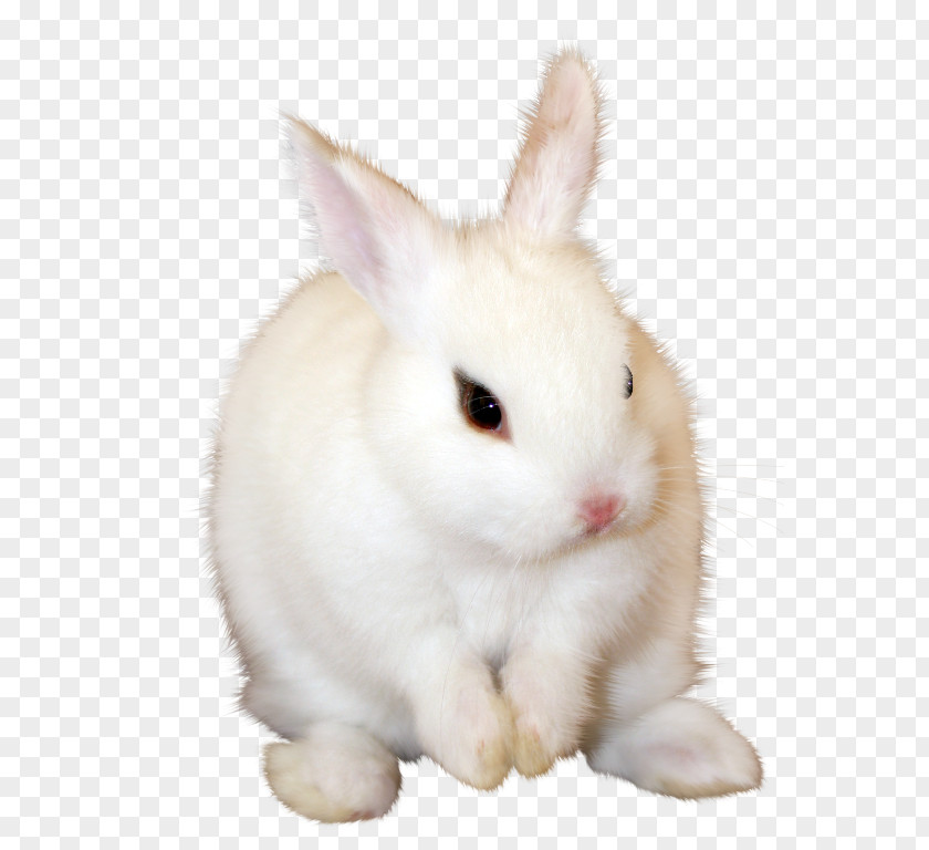 Rabbit Angora Domestic Hare Easter Bunny PNG