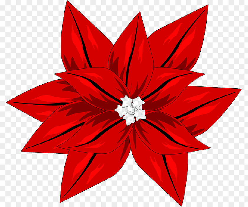Red Blossom Clip Art Christmas Poinsettia Vector Graphics Free Content PNG