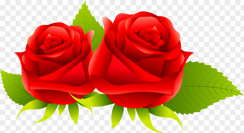 Red Rose Centifolia Roses Rosa Gallica Garden Flower PNG