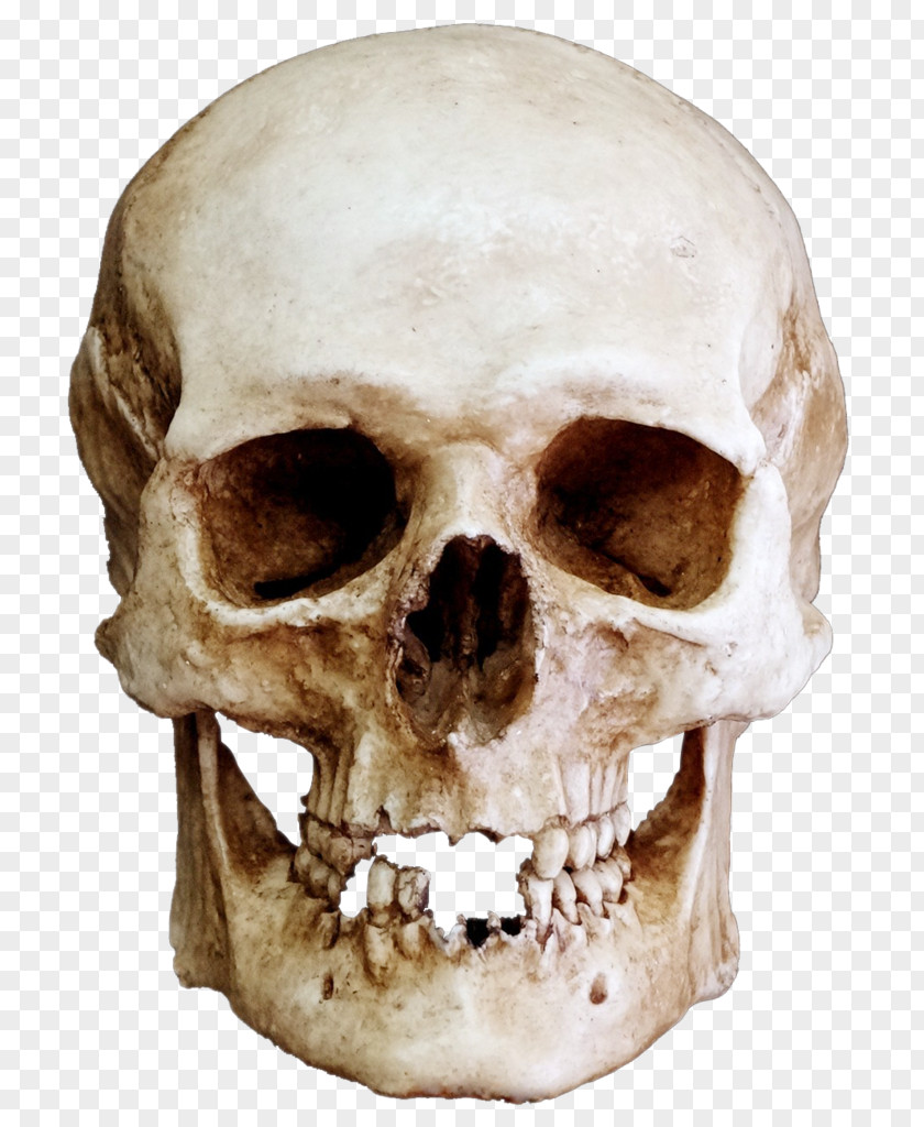 Skull Skeleton Bone Lebeční šev Jaw PNG