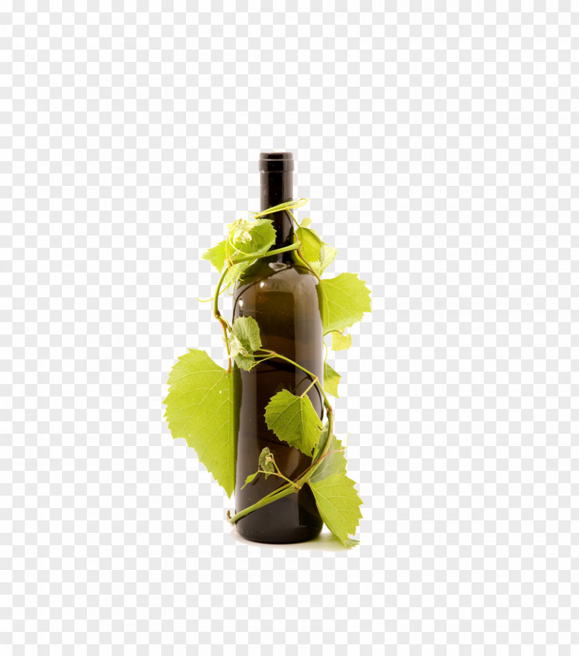 Wine Red Prosecco Beer Common Grape Vine PNG