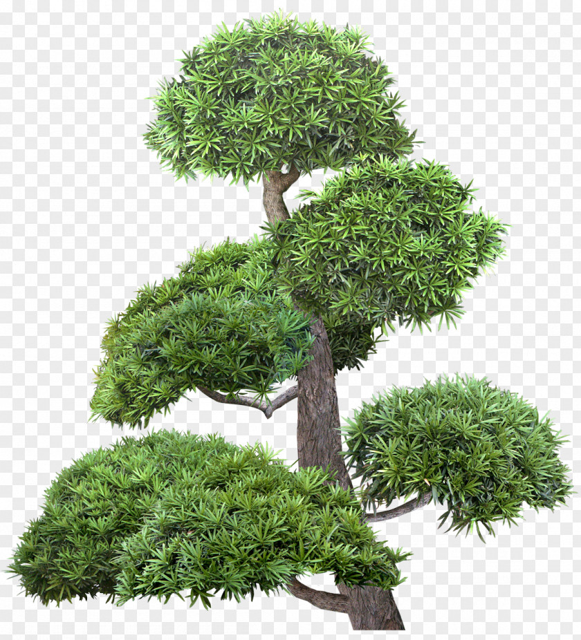 Bonsai Tree Shrub Raster Graphics Clip Art PNG