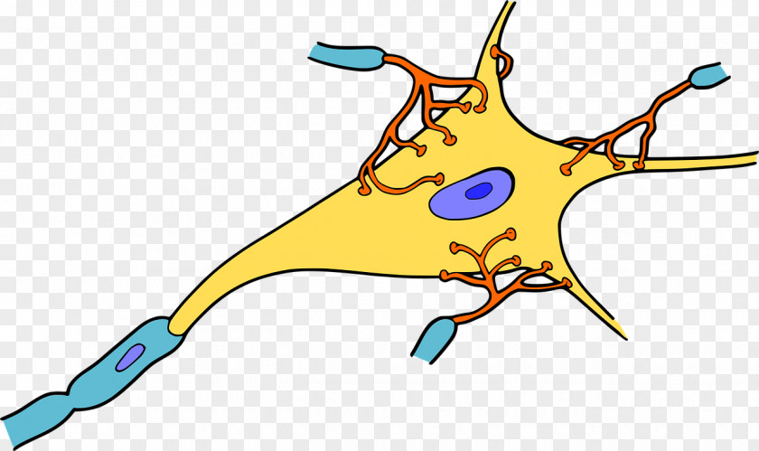 Brain Neuron Biology Synapse Dendrite Clip Art PNG