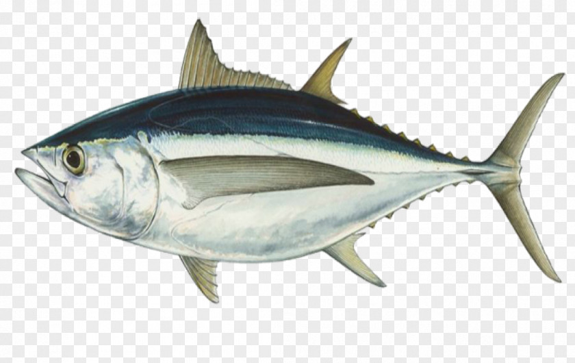 Fishing Albacore Bigeye Tuna Southern Bluefin Atlantic PNG