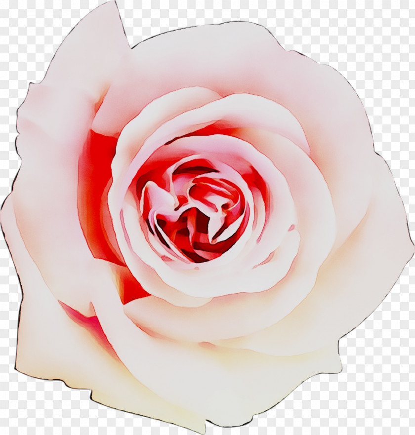 Garden Roses Pink Cut Flowers Beach Rose PNG