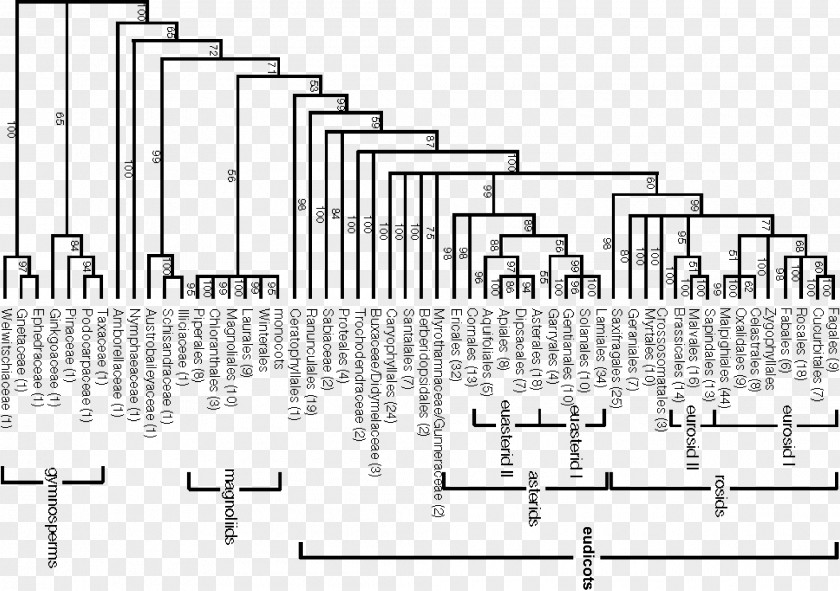 Garden Trees APG System Engler Phylogenetics IV III PNG
