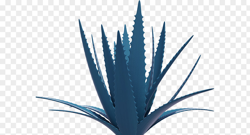 Religious Beliefs Agave Azul Los Altos De Jalisco Tequila Mauritius Hemp Aloe Vera PNG