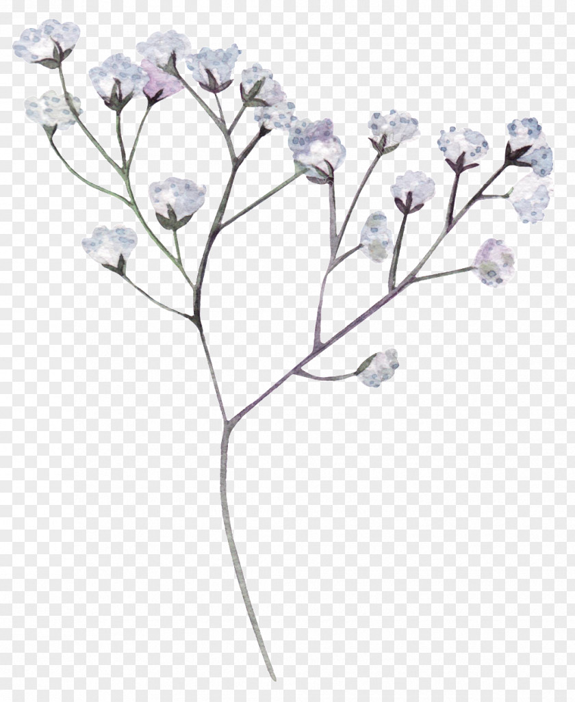 Hand Painted Calendar Flower Image Clip Art White PNG