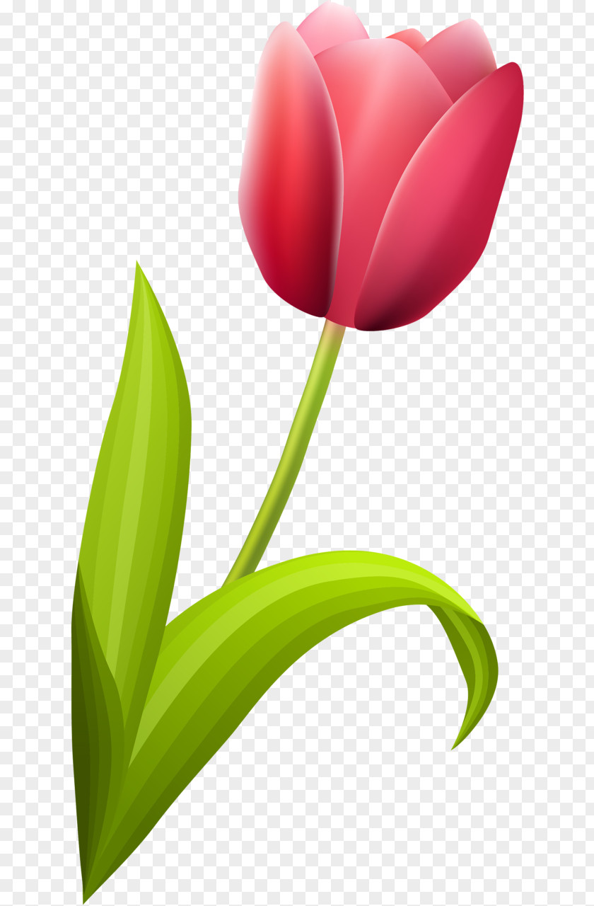 Tulip Flowering Plant Liliaceae PNG