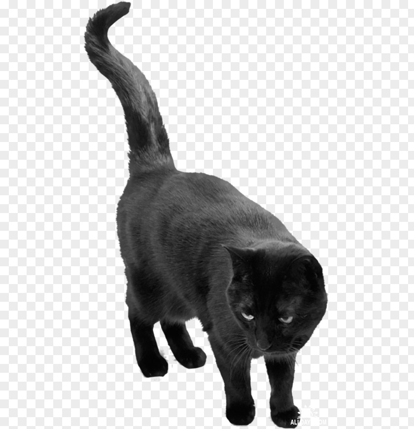 Cat Belief Superstition PNG