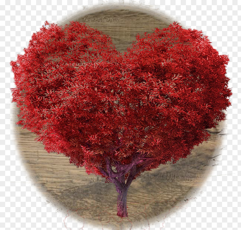English Oak Heart Valentine's Day Love Clip Art PNG