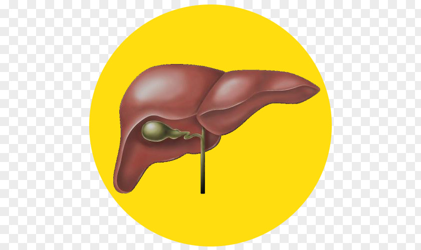 Liver Image Medicine Naturopathy Alcoholism Disease Hepatitis PNG