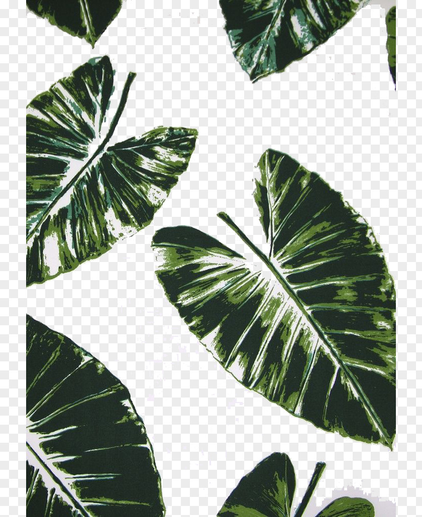 Palm Leaf PNG leaf clipart PNG