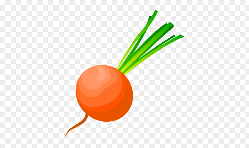 Radish Vegetables Vector Material Euclidean Cdr Shape PNG