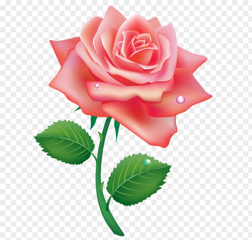 Rose Stock Photography Vector Graphics Illustration Image PNG