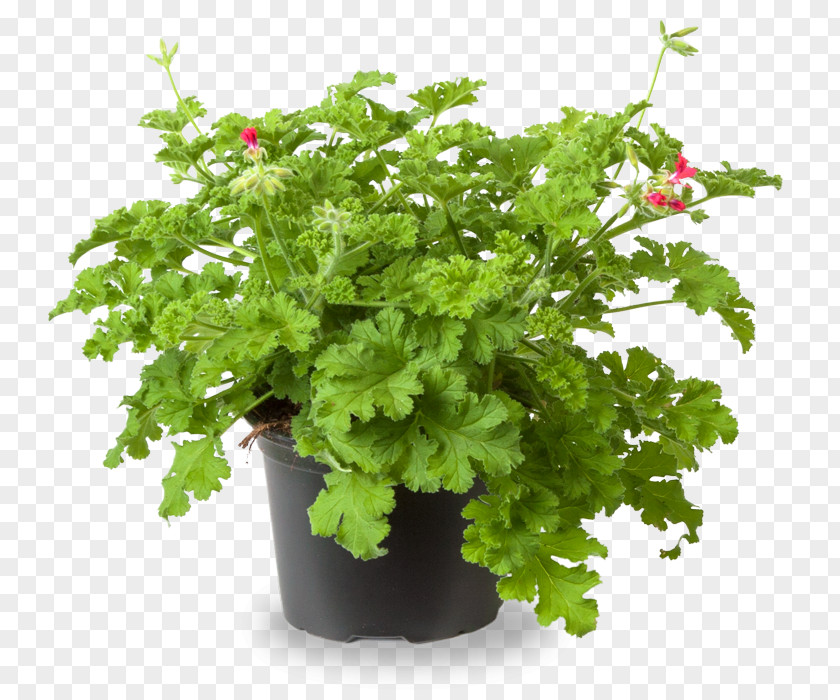 Sweet-scented Plant Geraniums Crane's-bill Odor Chervil PNG