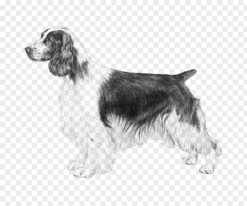Irish Red And White Setter Companion Dog Water Cartoon PNG