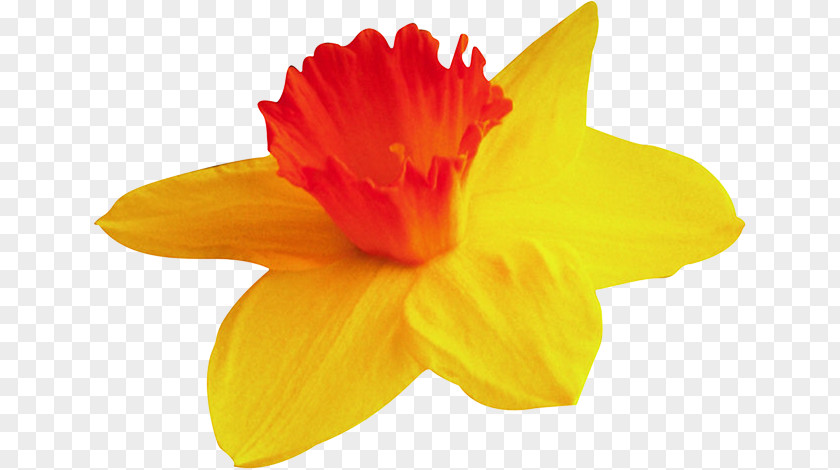 Tulip Narcissus Yellow Clip Art PNG