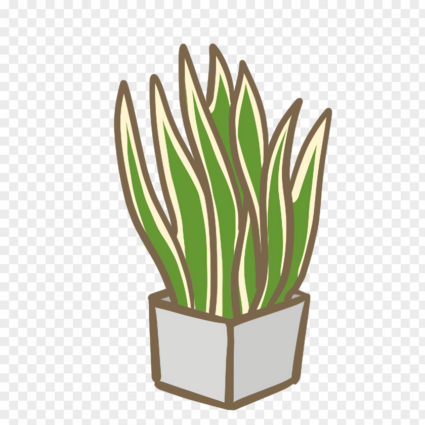 Cactus PNG