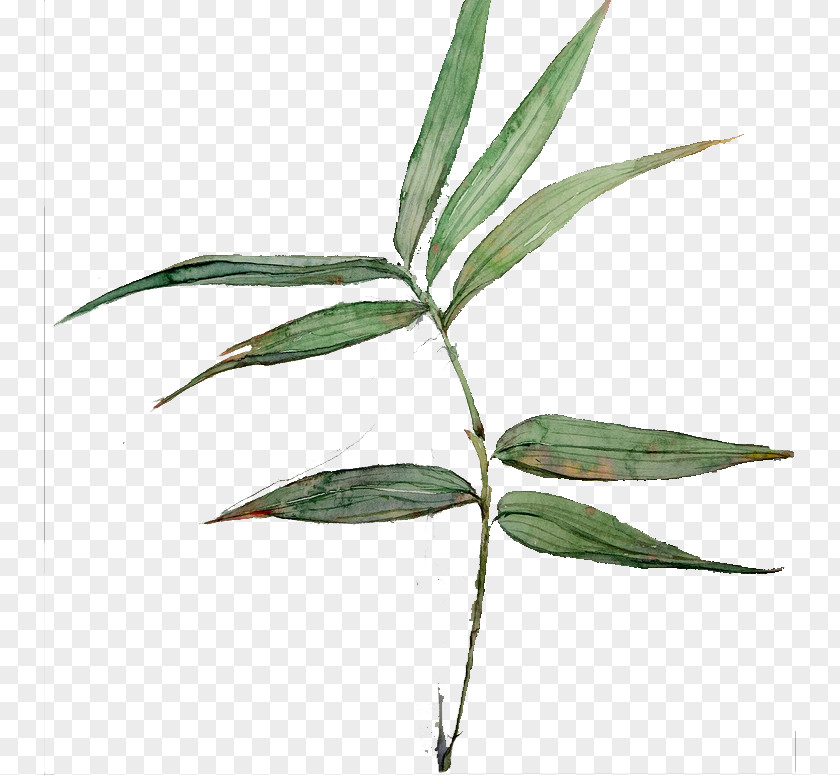Hand Painted Green Bamboo Leaves Leaf Common Lophatherum PNG