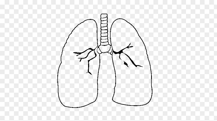 Heart Lung Drawing Human Body PNG
