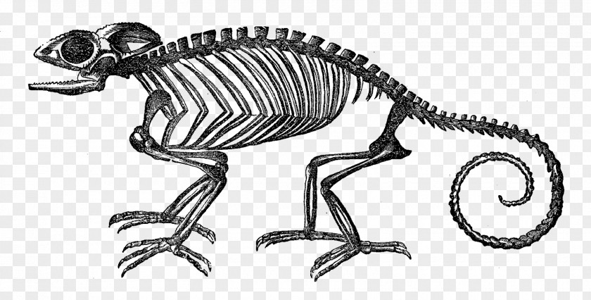 Lizard Chameleons Skeleton Reptile Snakes PNG