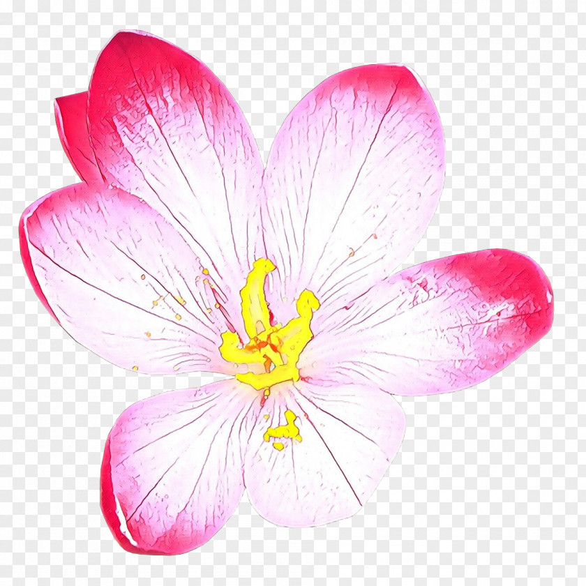 Petal Flower Pink Plant Wildflower PNG