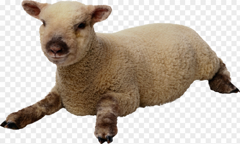 Sheep Image Clip Art PNG