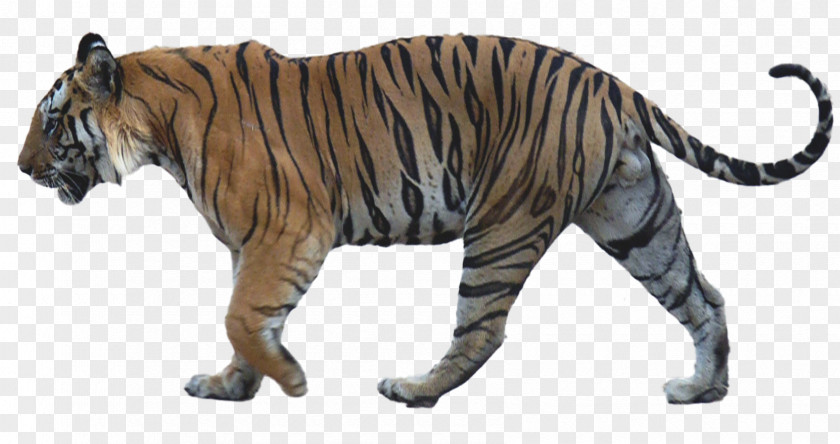 Tiger Smilodon Populator Machairodontinae Lion Gracilis Bengal PNG