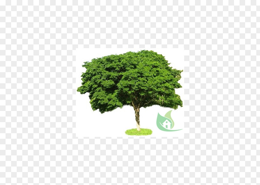 Tree Scale Models Shrub Hobby Drawing PNG