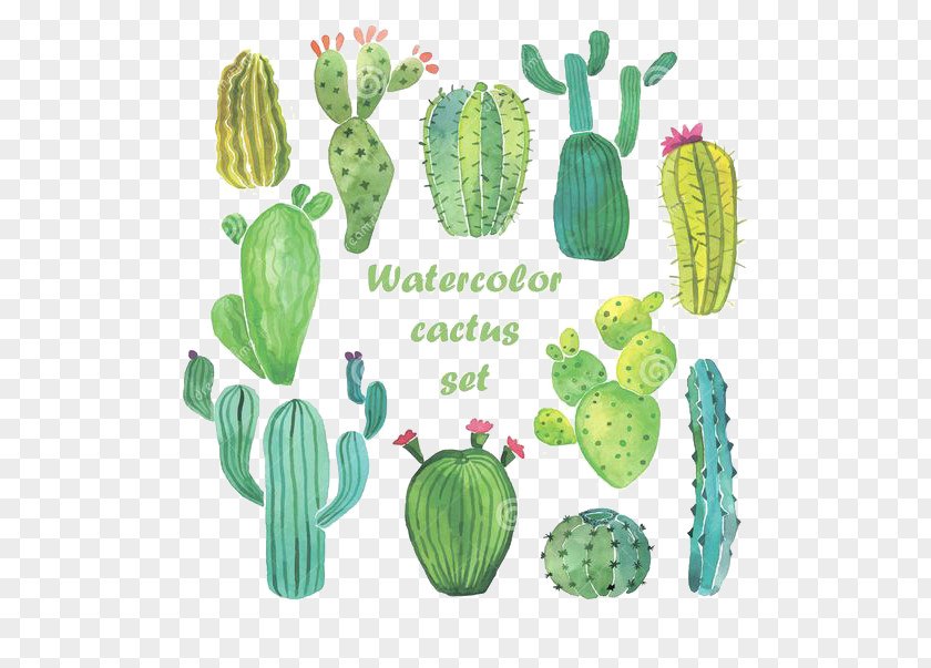 Watercolor Cactus Cactaceae Painting Drawing PNG