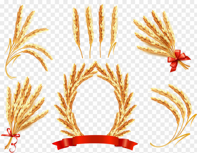 Wheat Ornament Ear Cereal Illustration PNG