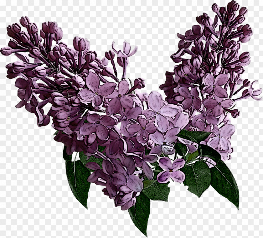 Branch Cut Flowers Flower Lilac Plant Purple PNG