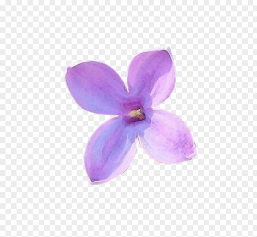 Lilac Petal Violet Flower Lilium PNG