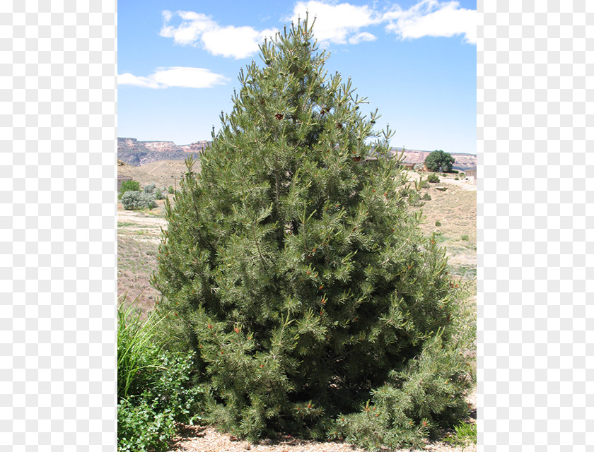 Pine Nuts Pinyon Tree Evergreen Spruce PNG