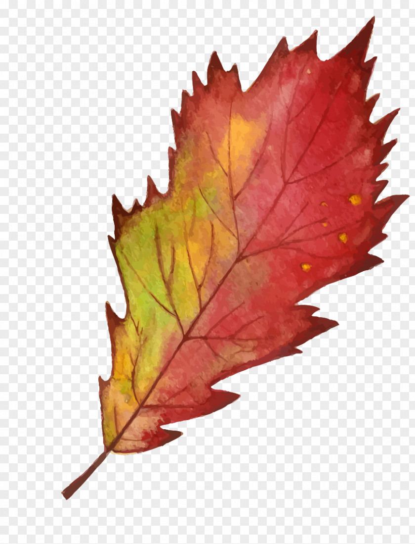 Red Autumn Maple Leaf Edge PNG