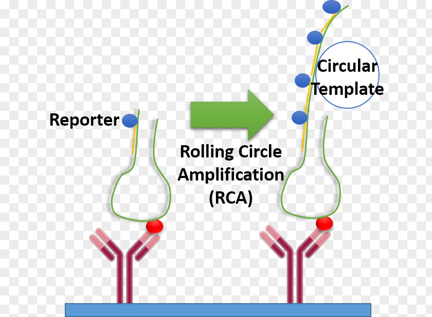 Rolling Circle Replication Amplifikacija Aptamer DNA PNG