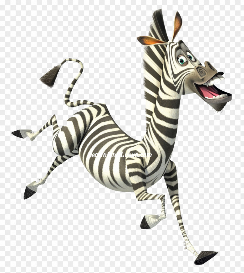 ZEBRA CARTOON Marty Alex Melman Madagascar: Escape 2 Africa YouTube PNG