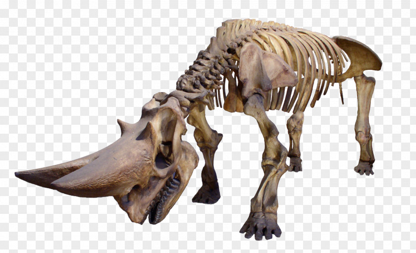 Dinosaur Skeleton Museum Of Osteology Rhinoceros Human Skull PNG