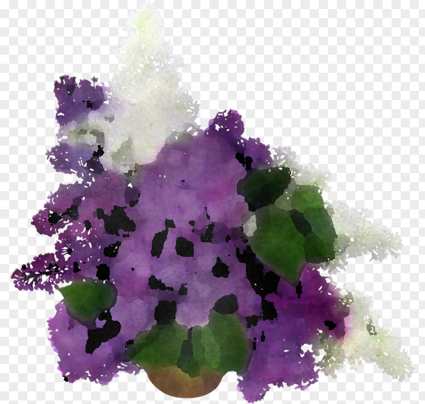 Lavender PNG