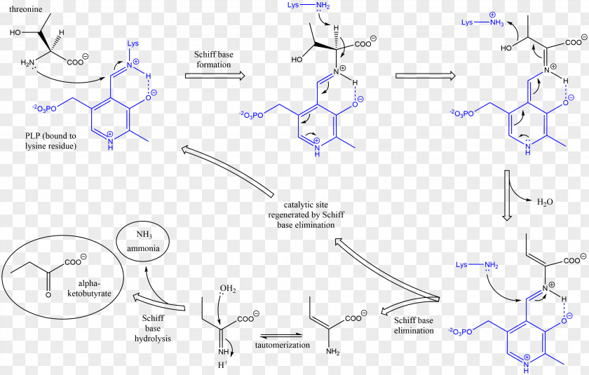 Mechanism Threonine Ammonia-lyase Serine Dehydratase PNG