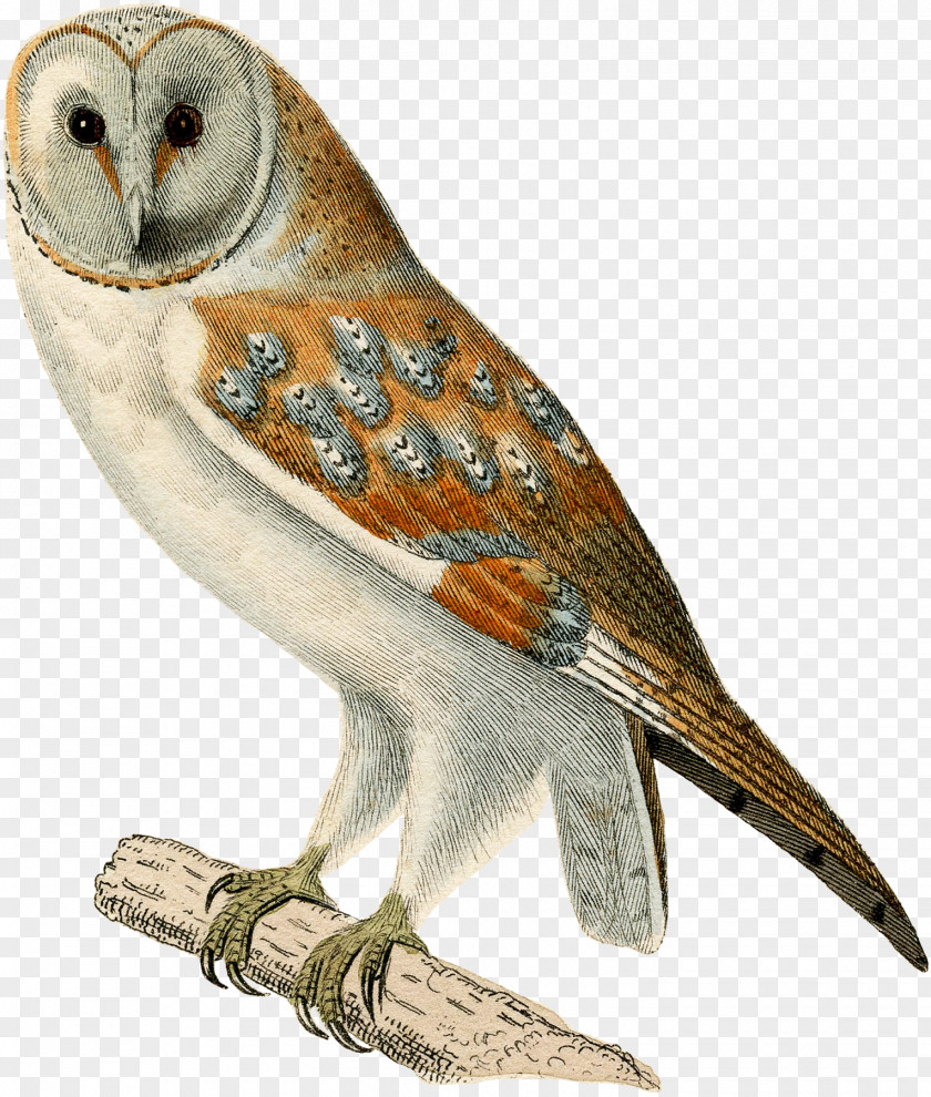 Owl Fauna Beak Feather Falcon PNG
